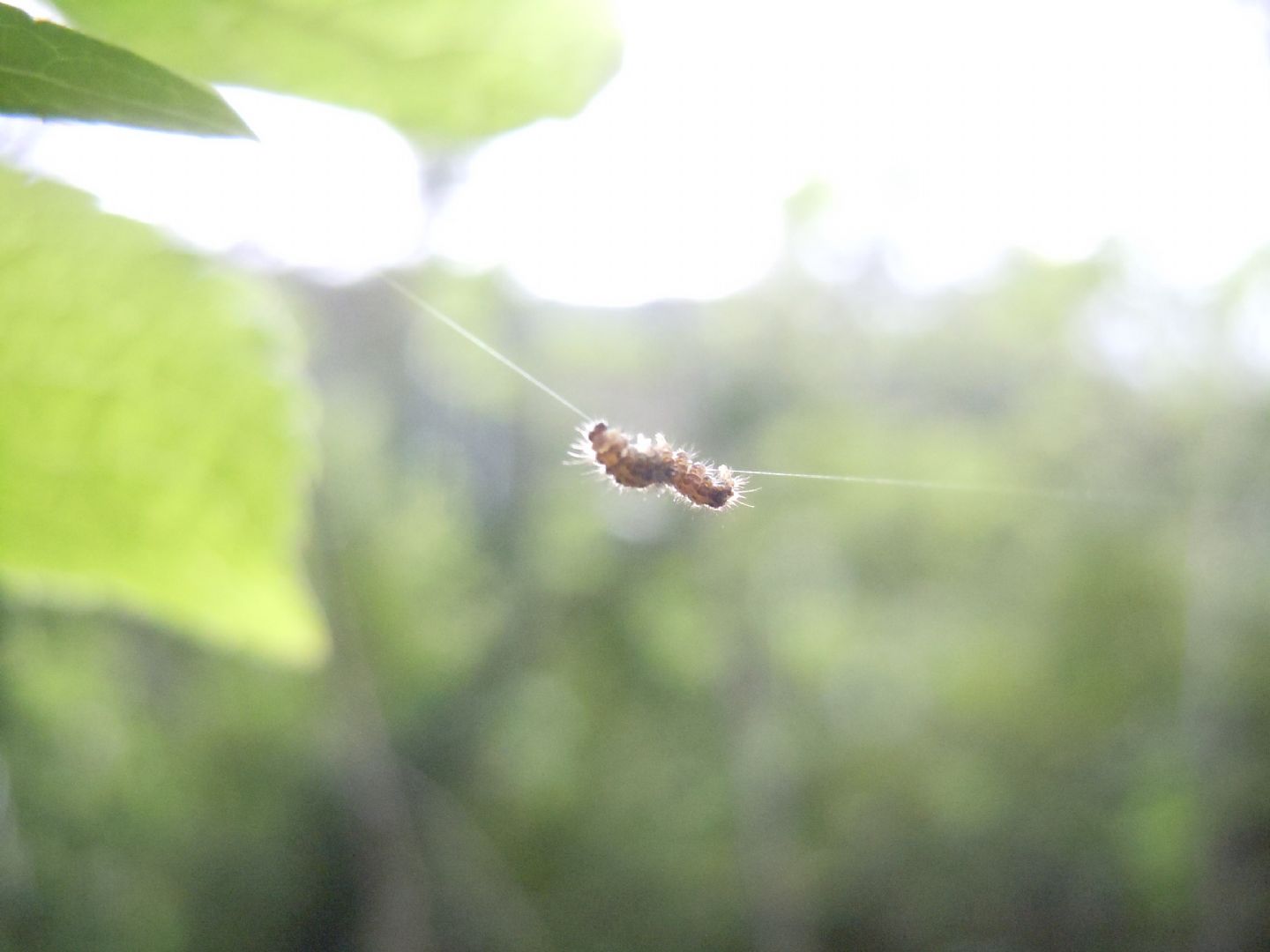 Bruco equilibrista - Cfr. Eilema sororcula